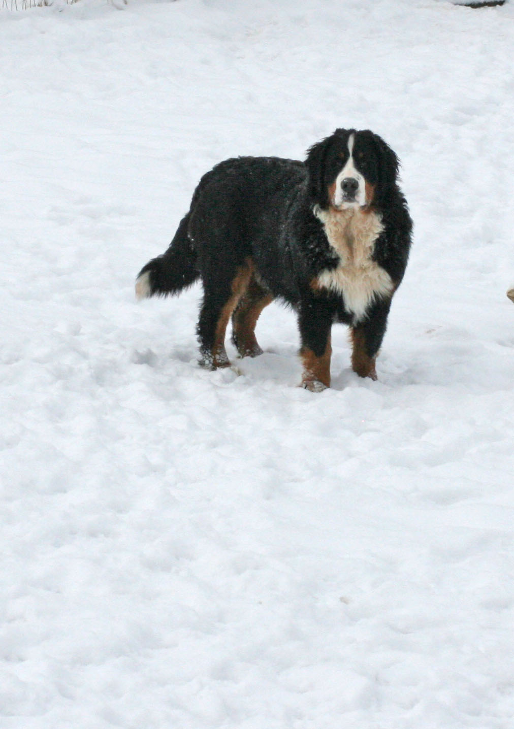 Powder Keg Farm Bernese Photos